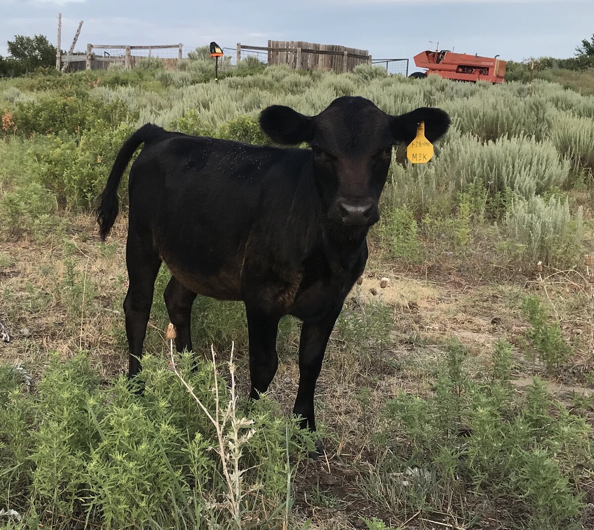 Black Calf by Thistle