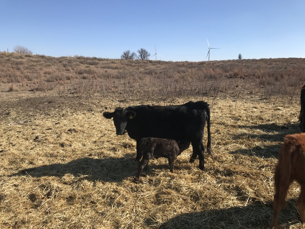 Black Calf Nursing