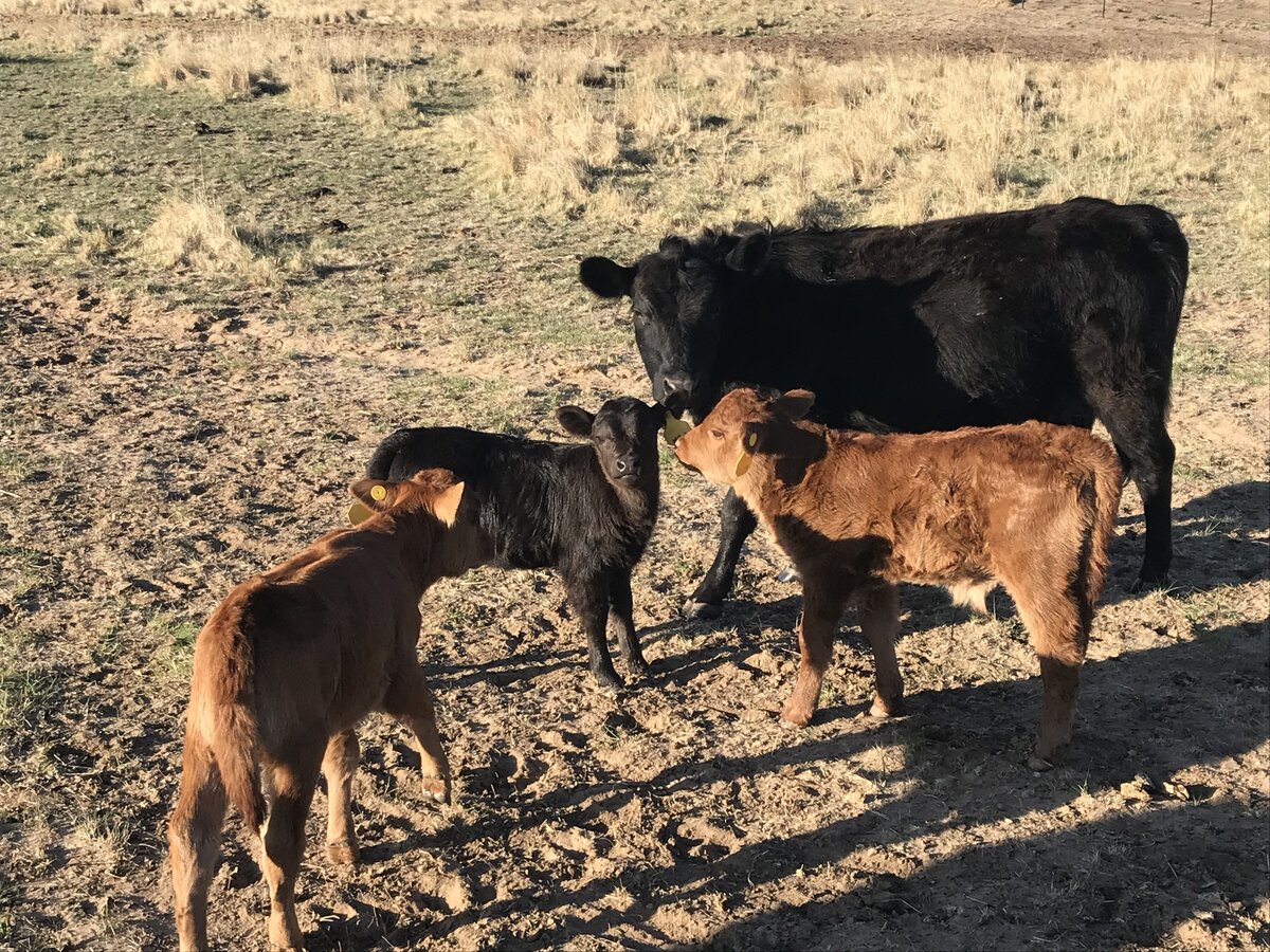 Calves with Cow