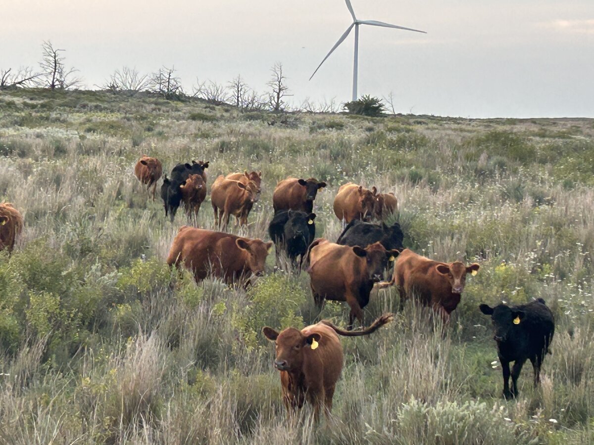 Cow Herd on Range 2