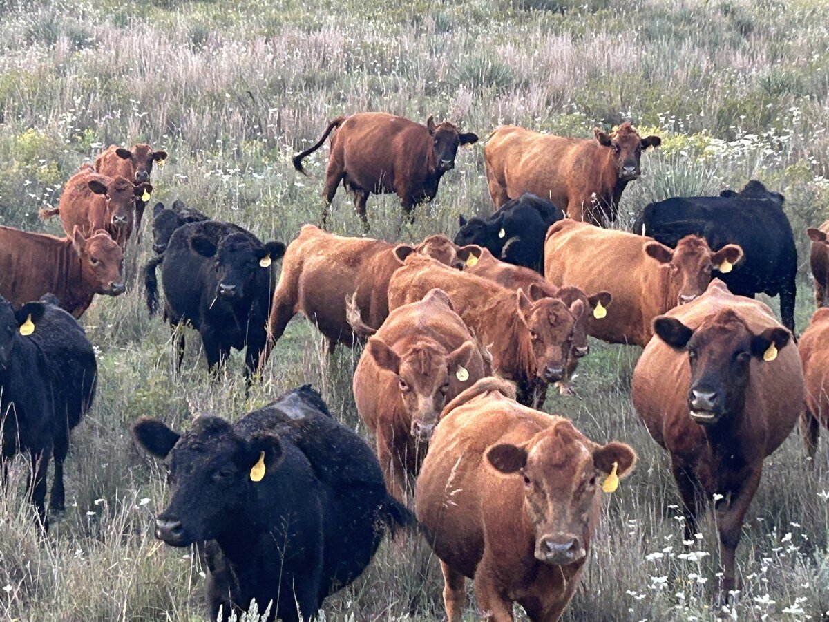 Cow Herd on Range 8