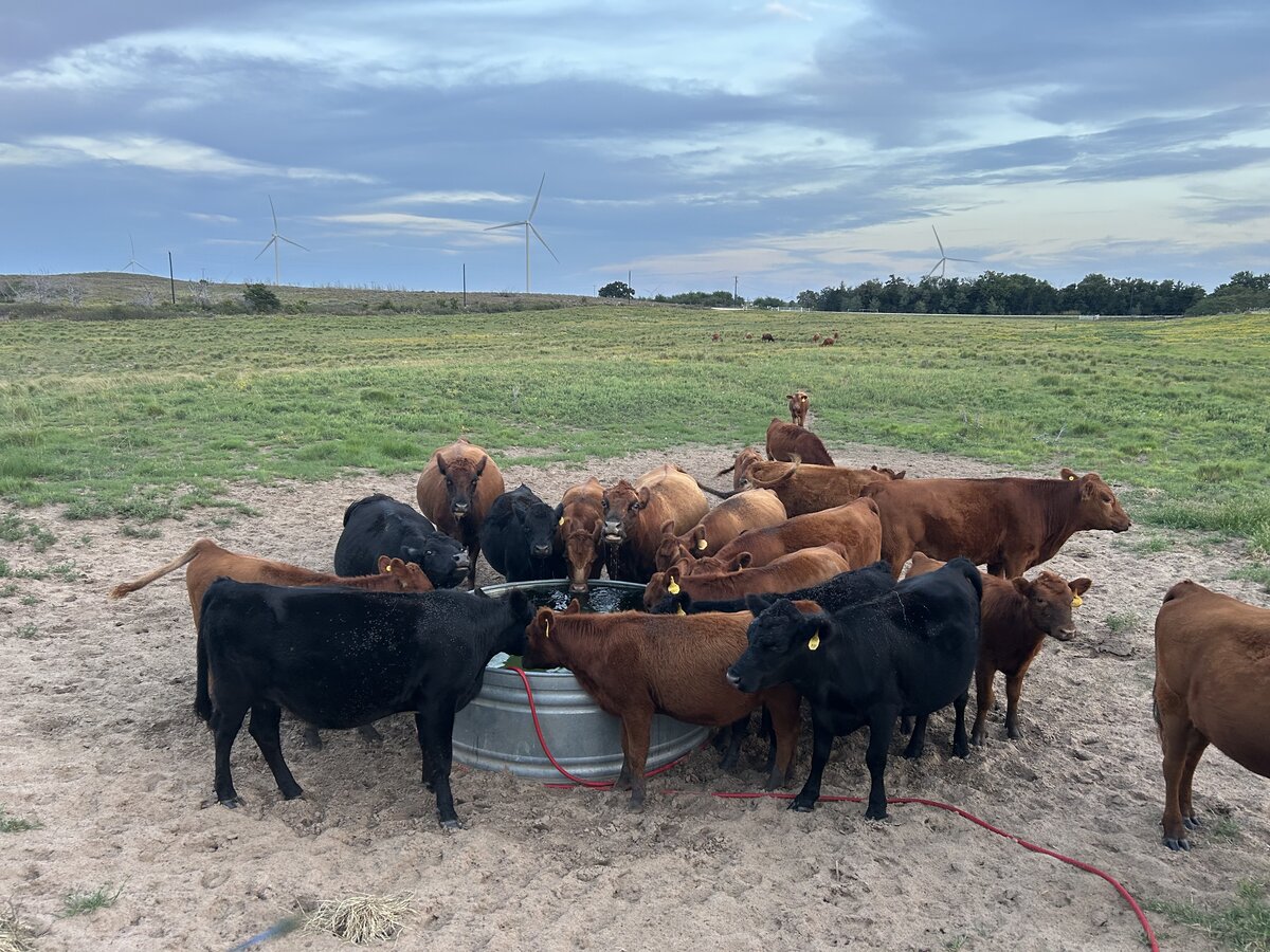 Cow Herd at Water