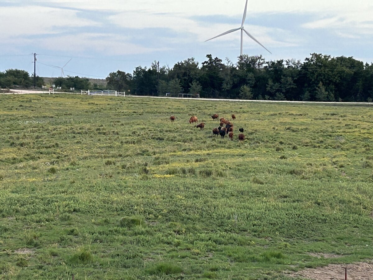 Cow Herd Coming to Water