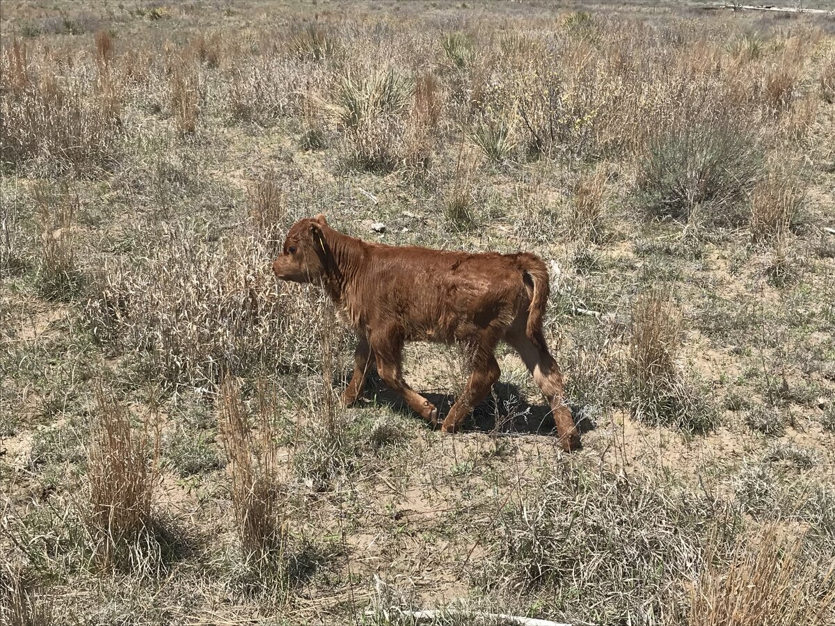 Calf on Range