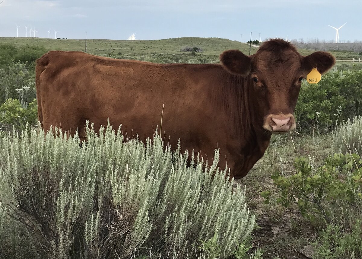 Red Calf in Sagebrush