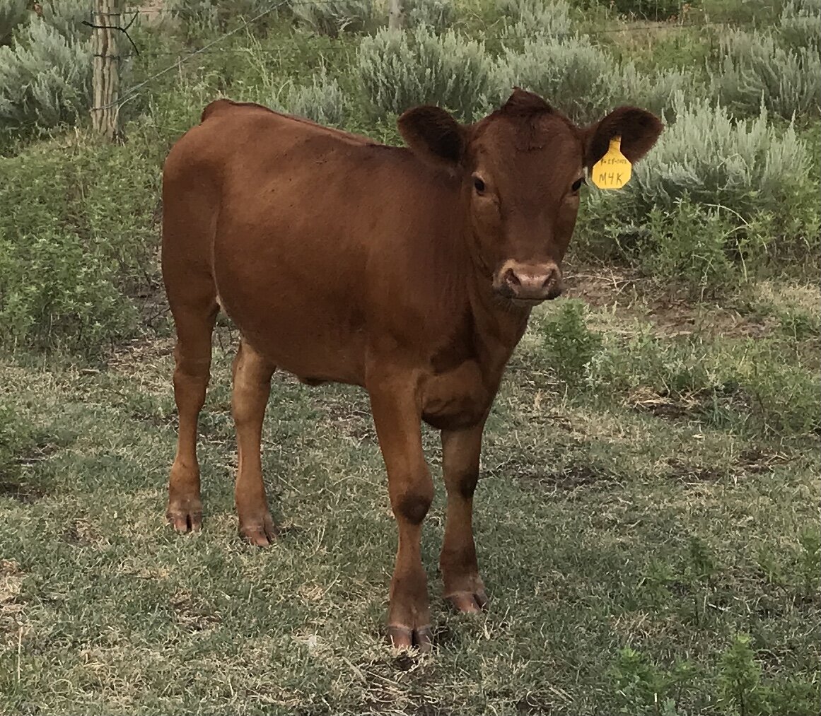 Red Calf M4K on Range
