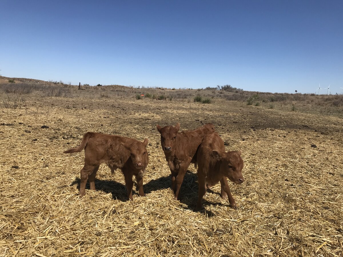 Red Calves with Hay