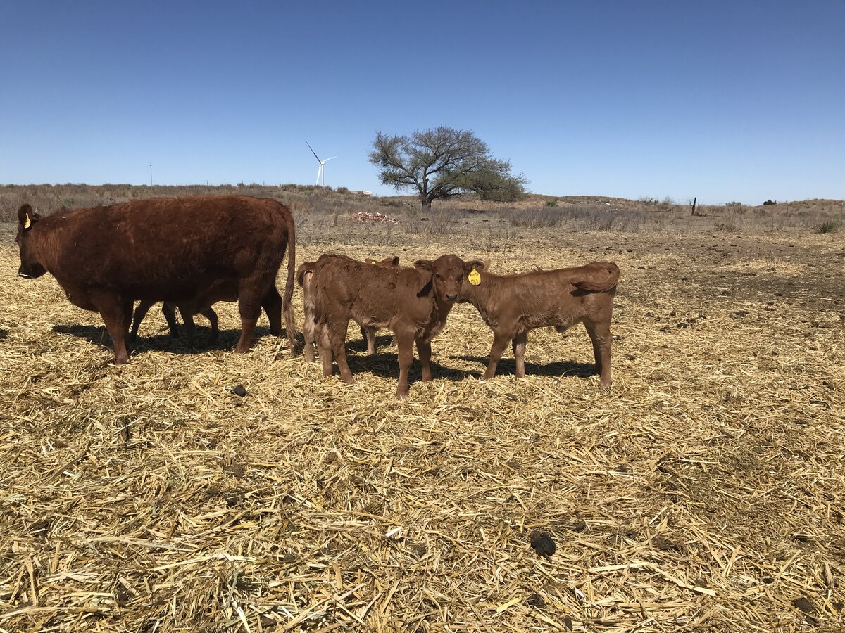 Red Cow with Calves 1