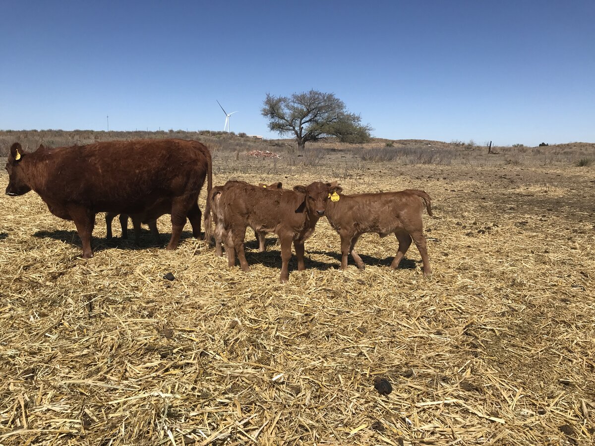 Red Cow with Calves 2