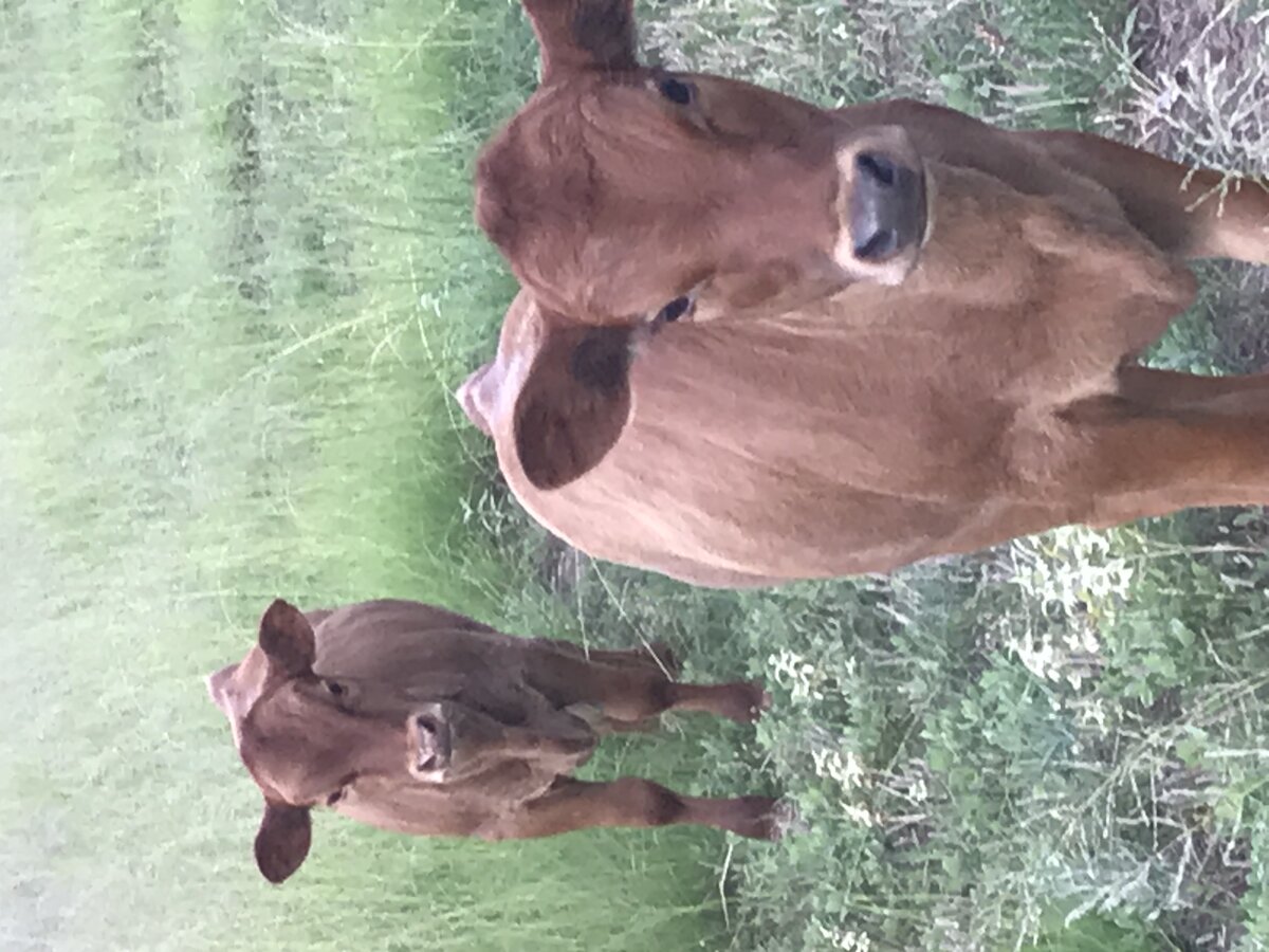 Two Calves in Lovegrass