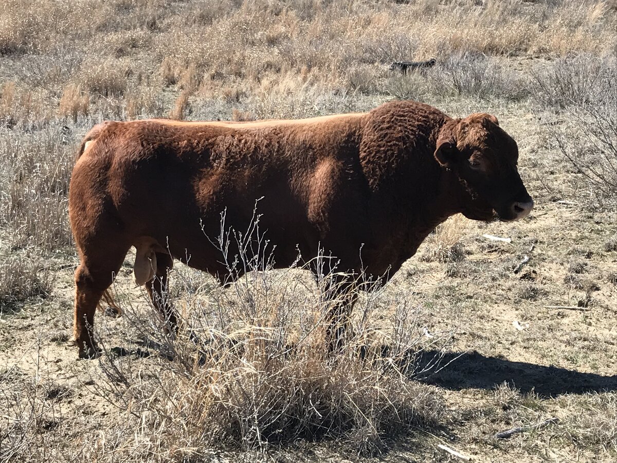 Dexter Bull