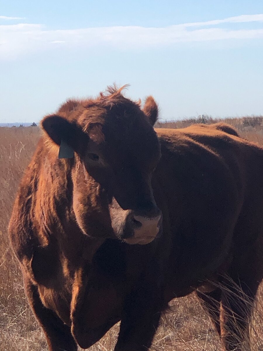 Dexter Cattle Grazing